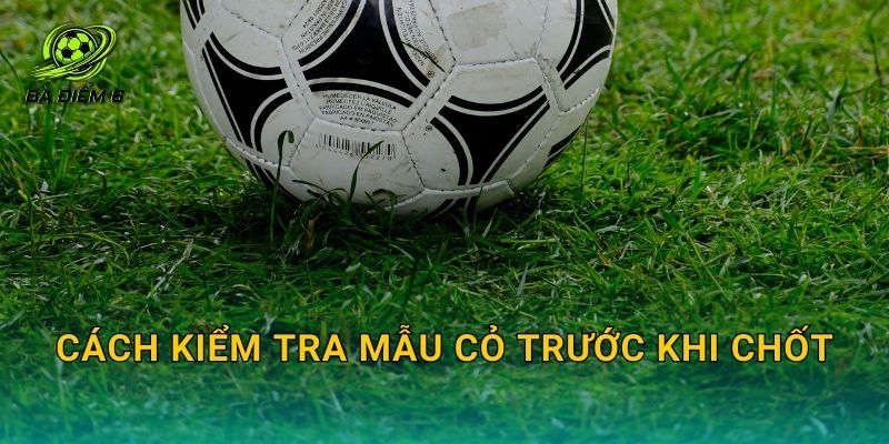 Cách kiểm tra mẫu cỏ trước khi chốt